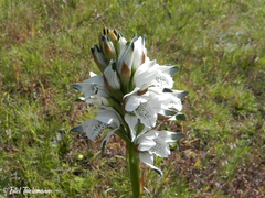 Chloraea piquichen