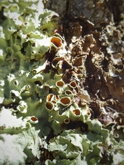 Flavopunctelia praesignis