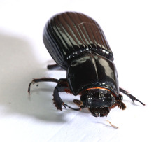 Aulacocyclus kaupii
