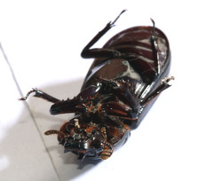 Aulacocyclus kaupii