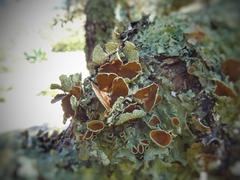 Flavopunctelia praesignis