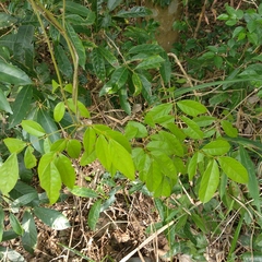 Millettia