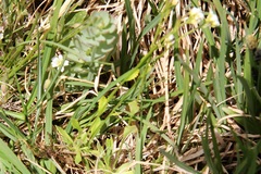 Draba borealis