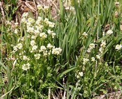 Draba borealis
