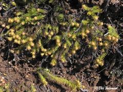 Cliococca selaginoides