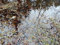 Potamogeton cheesemanii