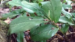 Alpinia japonica