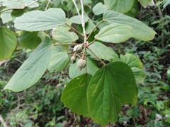 Hampea