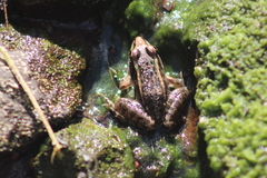 Lithobates neovolcanicus