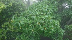 Magnolia fordiana