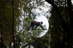 Cercopithecus mitis kolbi