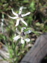 Wurmbea biglandulosa