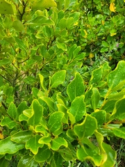 Griselinia littoralis