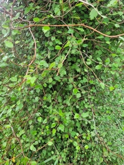 Plagianthus