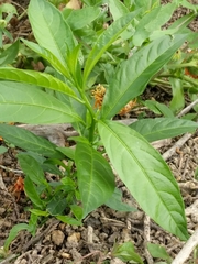 Asclepias curassavica