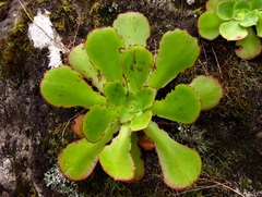 Aeonium cuneatum image