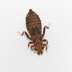 Stylogomphus