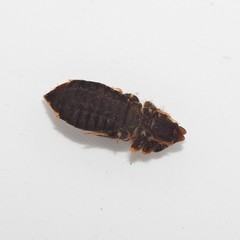 Stylogomphus