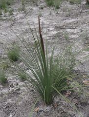 Xanthorrhoea concava