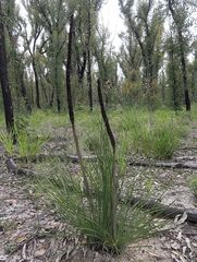 Xanthorrhoea concava