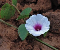 Ipomoea vivianae