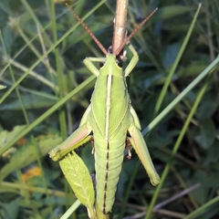 Staleochlora viridicata