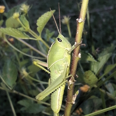Staleochlora viridicata