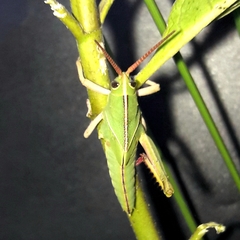 Staleochlora viridicata