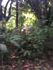 Bos