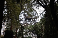 Cercopithecus mitis kolbi