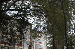 Cercopithecus mitis kolbi