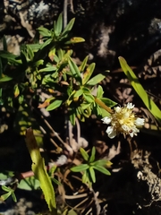 Spermacoce verticillata