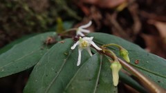 Pentasachme caudatum