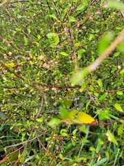 Plagianthus