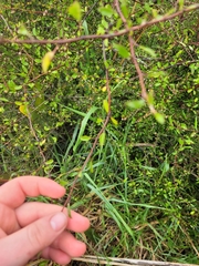 Plagianthus