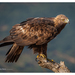 Golden Eagle - Photo (c) Ignacio Ferre Pérez, some rights reserved (CC BY-NC-ND)