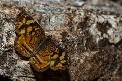 Anthanassa frisia