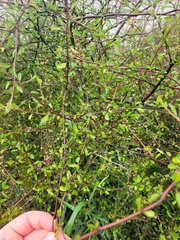 Plagianthus