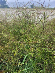 Plagianthus