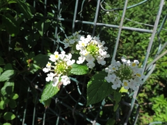Lantana undulata