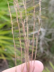 Aristida gyrans