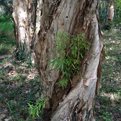 Melaleuca cajuputi cumingiana