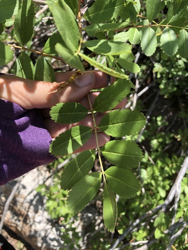 California mountain ash (Sorbus californica)