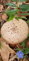Agaricales