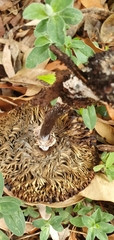 Agaricales