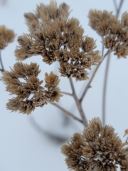 Achillea millefolium borealis