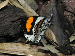 Eroessa chiliensis
