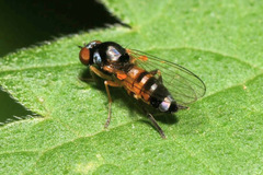 Callomyia amoena