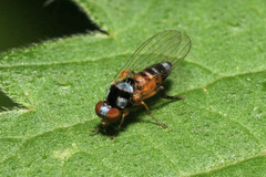 Callomyia amoena