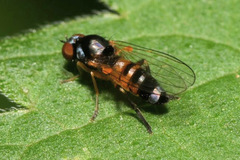 Callomyia amoena
